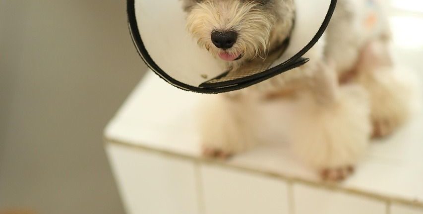 Krave til hunde: En guide til det rette valg