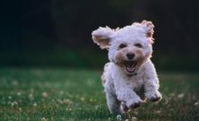 Osteopati til hunde: En naturlig vej til sundhed og velvære