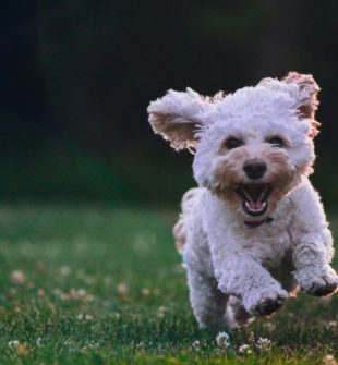 Osteopati til hunde: En naturlig vej til sundhed og velvære