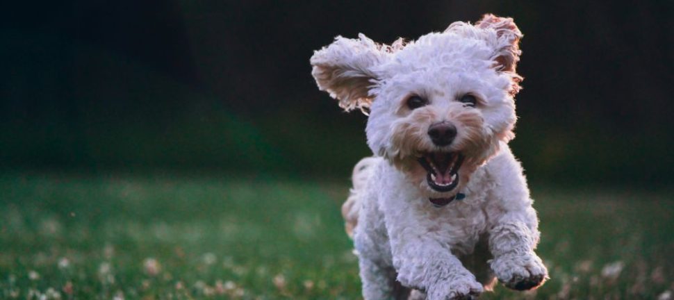 Osteopati til hunde: En naturlig vej til sundhed og velvære