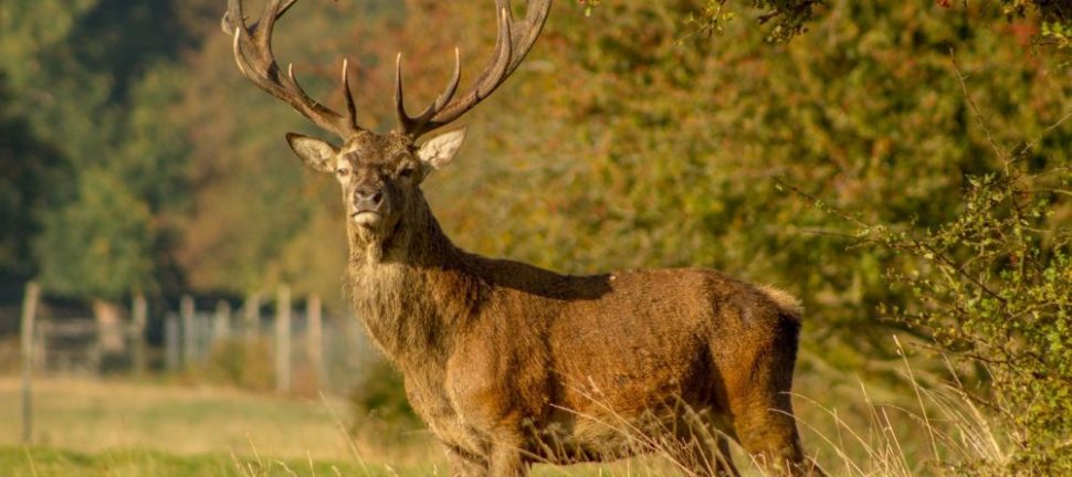 Jagtudstyr: Uundværlige elementer for den moderne jæger