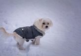 Dækkener til hunde: varme til kolde dage