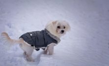 Dækkener til hunde: varme til kolde dage