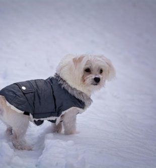 Dækkener til hunde: varme til kolde dage