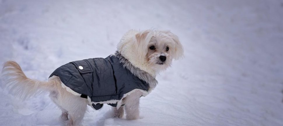 Dækkener til hunde: varme til kolde dage